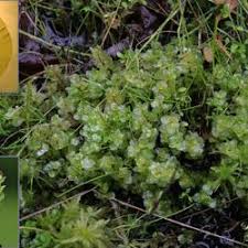 Attēlu rezultāti vaicājumam “Pseudobryum cinclidioides”