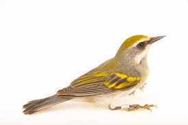 Image result for Vermivora chrysoptera