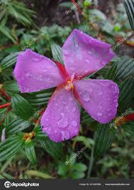 Attēlu rezultāti vaicājumam “Epilobium roseum flower”