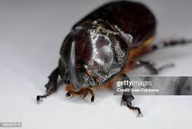 Attēlu rezultāti vaicājumam “Oryctes nasicornis male”