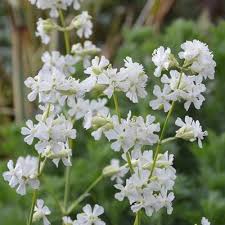 Attēlu rezultāti vaicājumam “Silene x arkwrightii Vesuvius flower”