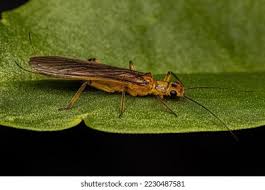 Attēlu rezultāti vaicājumam “Plecoptera”