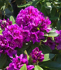 Attēlu rezultāti vaicājumam “Rhododendron catawbiense flower”
