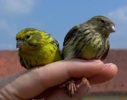 Image result for Serinus serinus