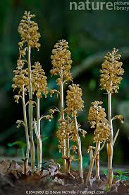 Attēlu rezultāti vaicājumam “Neottia nidus-avis flower”