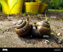 Attēlu rezultāti vaicājumam “Arianta arbustorum”