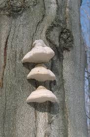 Attēlu rezultāti vaicājumam “Fomes fomentarius”