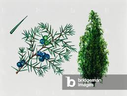 Attēlu rezultāti vaicājumam “Juniperus communis leaf”