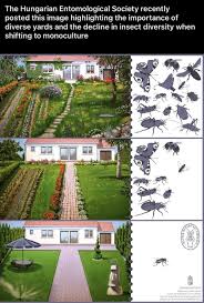 Attēlu rezultāti vaicājumam “Dictenidia bimaculata male”