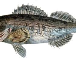 Image result for Sebastes