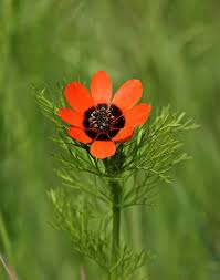 Image result for Adonis aestivalis