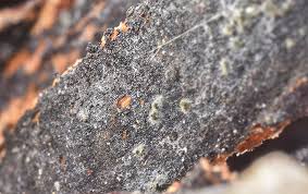 Attēlu rezultāti vaicājumam “Melanospora lagenaria”