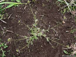Attēlu rezultāti vaicājumam “Draba nemorosa fruit”