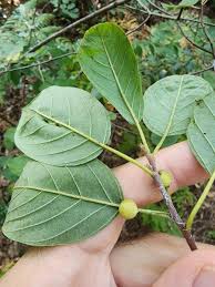 Attēlu rezultāti vaicājumam “Frangula alnus leaf”