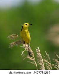 Attēlu rezultāti vaicājumam “Motacilla citreola”