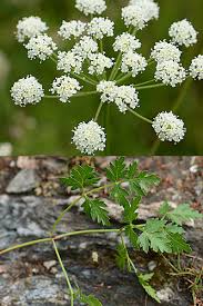 Attēlu rezultāti vaicājumam “Peucedanum oreoselinum flower”
