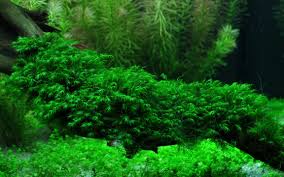 Attēlu rezultāti vaicājumam “Fissidens arnoldii macro”