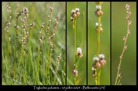 Attēlu rezultāti vaicājumam “Triglochin palustre fruit”