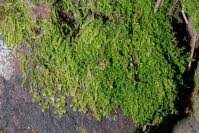 Attēlu rezultāti vaicājumam “Lejeunea cavifolia”