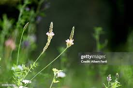Attēlu rezultāti vaicājumam “Onobrychis arenaria fruit”
