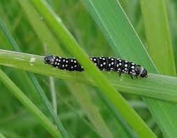 Attēlu rezultāti vaicājumam “Aphelia paleana larva”