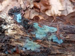 Attēlu rezultāti vaicājumam “Hymenochaete rubiginosa”