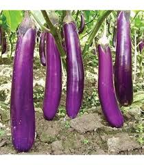 Afbeeldingsresultaat voor melanzana prosperosa eggplant