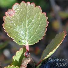 Attēlu rezultāti vaicājumam “Betula nana”