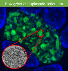 Attēlu rezultāti vaicājumam “Enteridium variabile plasmodium”