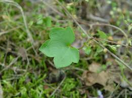 Attēlu rezultāti vaicājumam “Cymbalaria muralis”