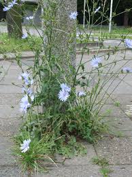 Image result for Cichorium intybus