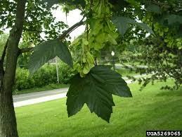 Attēlu rezultāti vaicājumam “Acer pseudoplatanus fo. purpurascens”