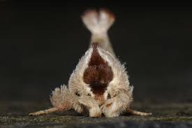 Attēlu rezultāti vaicājumam “Clostera curtula”