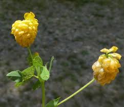 Attēlu rezultāti vaicājumam “Trifolium aureum leaf”