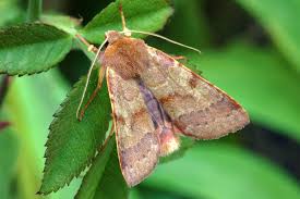 Attēlu rezultāti vaicājumam “Agrochola helvola”