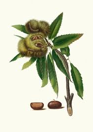 Attēlu rezultāti vaicājumam “Castanea sativa”