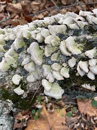 Attēlu rezultāti vaicājumam “Trichaptum abietinum”