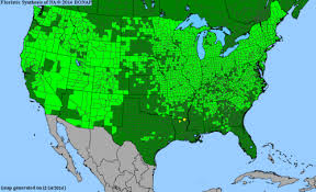 Attēlu rezultāti vaicājumam “Glyceria striata fruit”
