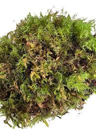 Attēlu rezultāti vaicājumam “Thuidium”