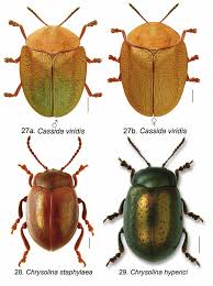 Attēlu rezultāti vaicājumam “Chrysolina staphylaea”