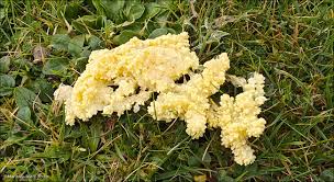 Attēlu rezultāti vaicājumam “Cribraria vulgaris macro”