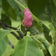 Attēlu rezultāti vaicājumam “Magnolia acuminata bud”