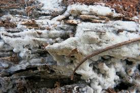 Attēlu rezultāti vaicājumam “Ceriporia viridans”