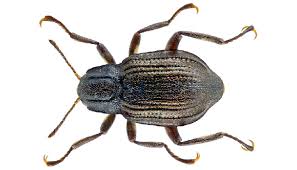 Attēlu rezultāti vaicājumam “Linaeidea aenea”