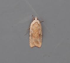 Attēlu rezultāti vaicājumam “Diurnea fagella”