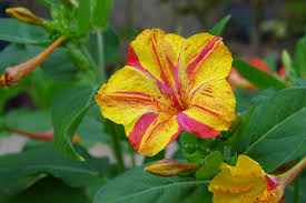 Image result for Mirabilis jalapa
