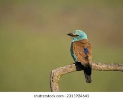 Attēlu rezultāti vaicājumam “Coracias garrulus”