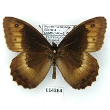 Attēlu rezultāti vaicājumam “Hipparchia alcyone”