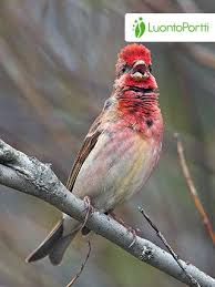Attēlu rezultāti vaicājumam “Carpodacus erythrinus adult”