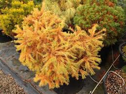 Attēlu rezultāti vaicājumam “Larix”